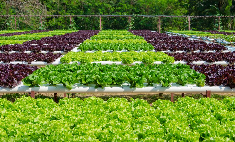 Read more about the article הזמנת ירקות אונליין
